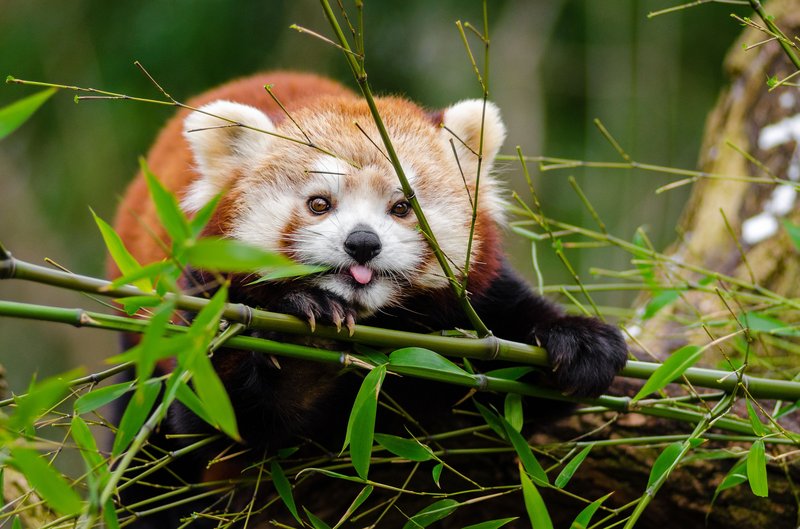 Image: Un retour d’expérience sur le Golden Panda Casino